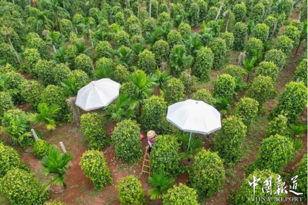 海口“大坡胡椒”喜获丰收 地理标志认证助力产业升级