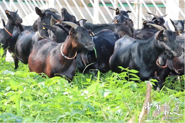 昌江乌烈乳羊：从乡间"土宝贝"到海南"金名片"的华丽蜕变